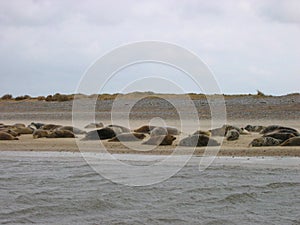 Seals lying on a golden beach