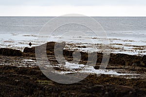 Seals on Mainland, Orkney islands, Scotland
