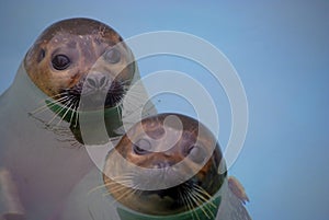 Seals