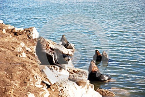 Seals in Mar de Plata (Argentina) photo