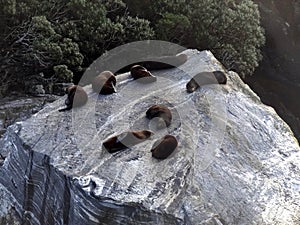 Seals in Milford Sound