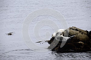 Seals in Monterey bay