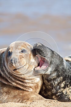 Seals. Nagging wife or henpecked husband. Funny animal meme image