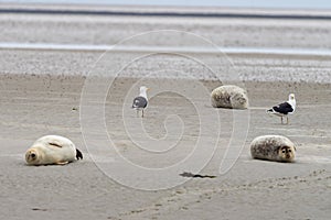 Seals in the natural reserve of the Wattenmeer in Germany in Amrum (Oomram