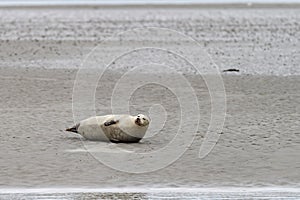 Seals in the natural reserve of the Wattenmeer in Germany in Amrum (Oomram