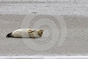 Seals in the natural reserve of the Wattenmeer in Germany in Amrum (Oomram