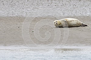Seals in the natural reserve of the Wattenmeer in Germany in Amrum (Oomram