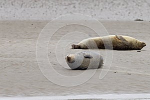 Seals in the natural reserve of the Wattenmeer in Germany in Amrum (Oomram