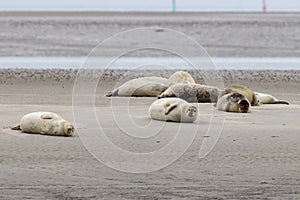 Seals in the natural reserve of the Wattenmeer in Germany in Amrum (Oomram