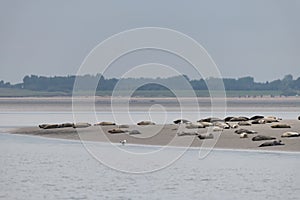 Seals in the natural reserve of the Wattenmeer in Germany in Amrum (Oomram