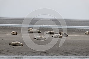 Seals in the natural reserve of the Wattenmeer in Germany in Amrum (Oomram