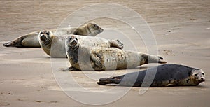 Seals near island Terschelling Netherlands photo