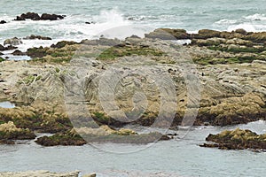 Seals on ondulating rocks on the Kaikoura peninsula