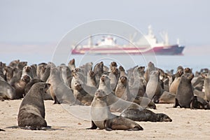 Seals by Pelican Point in Walvis Bay