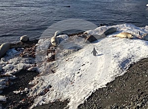 Seals and penguin on Antarctic coast. Sea creatures
