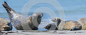 Seals