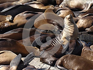 Seals on Pier 39 - San Francisco