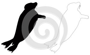 Seals or pinnipeds silhouette - semiaquatic marine mammals