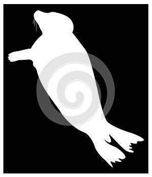 Seals or pinnipeds silhouette - semiaquatic marine mammals