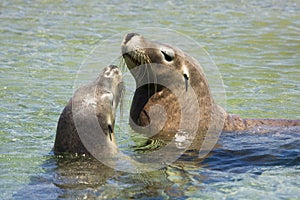 Seals playing