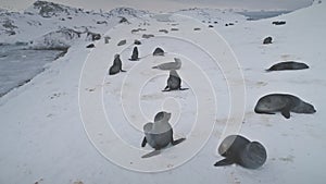 Seals playing on snow. Antarctica winter landscape