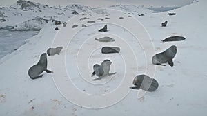 Seals playing on snow. Antarctica winter landscape