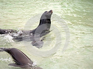 Seals in the pool of the zoological park in Berlin