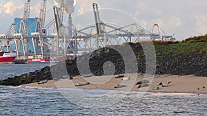 Seals in the port of Rotterdam