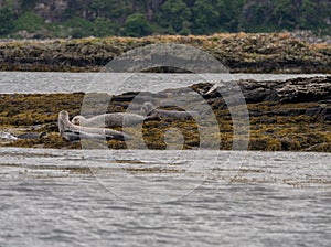 Seals with pups