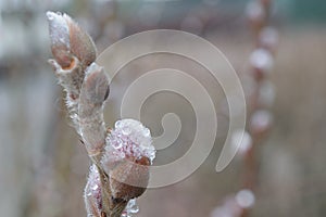 Seals of pussy-willow with drops of water