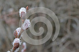 Seals of pussy-willow with drops of water