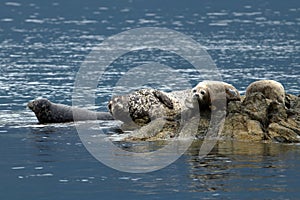 Seals relaxing on coastal rocks