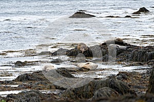 Seals rest and lay on the beach at Ytri Tunga in Iceland