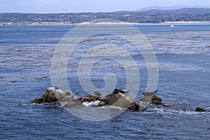 Seals rest on rocks near the shore of the sea bay