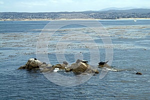 Seals rest on rocks near the shore