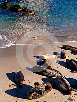 Seals resting on beach at La Jolla, California