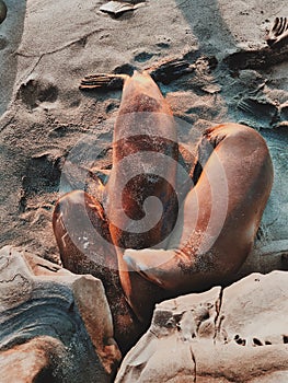 Seals Resting on Beach