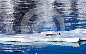 Seals resting on floating ice