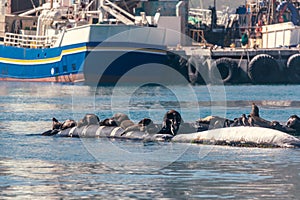 Seals resting in Hout Bay in Cape Town