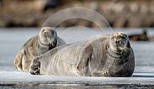 Seals resting on an ice floe. The bearded seal, also called the square flipper seal. photo