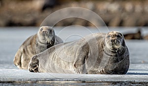 Seals resting on an ice floe. The bearded seal, also called the square flipper seal.