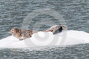 Seals Resting On Ice