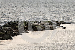Seals resting on rock jetty