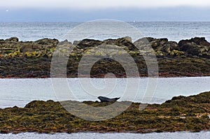 Seals resting on a rocks at the coast of fjord