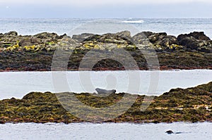 Seals resting on a rocks at the coast of fjord