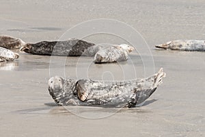 Seals are resting on a sandbar after a fish meal, bulging out,