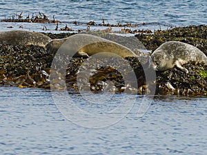 Seals Resting On Seaweeds, Vigur Island, Iceland