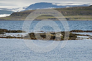 Seals resting on seaweeds at Westfjords peninsula, Vigur Island