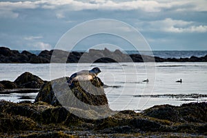 Seals resting in Ytri Tunga