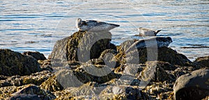 Seals resting in Ytri Tunga beach